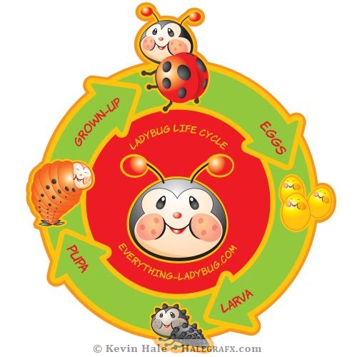 Libby the ladybug - ladybug life cycle diagram Libby the ladybug - ladybug life cycle diagram